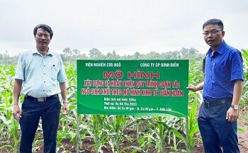 Triển khai canh tác ngô sinh khối theo mô hình kinh tế tuần hoàn.
