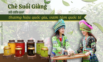 Longform | Chè Suối Giàng và ước mơ thương hiệu quốc gia, vươn tầm quốc tế