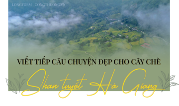 Viết tiếp câu chuyện đẹp cho cây chè Shan tuyết Hà Giang
