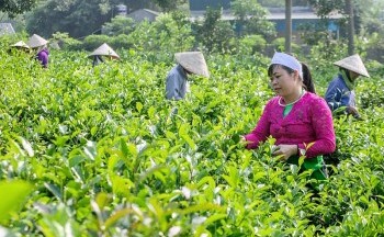 Thúc đẩy sản xuất, tạo sinh kế cho đồng bào dân tộc thiểu số và miền núi Thủ đô