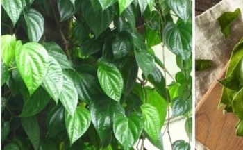 Những công dụng tuyệt vời của lá trầu không