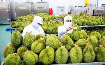 Cơ hội và thách thức khi xuất khẩu rau củ quả chính ngạch sang thị trường Trung Quốc
