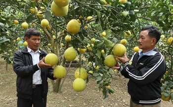 Hoà Bình: Chú trọng xây dựng thương hiệu cho nông sản xuất khẩu