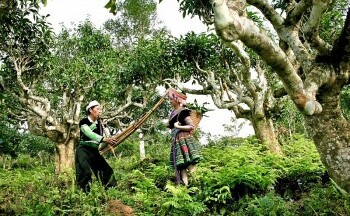 Tiêu thụ sản phẩm OCOP bằng câu chuyện văn hoá