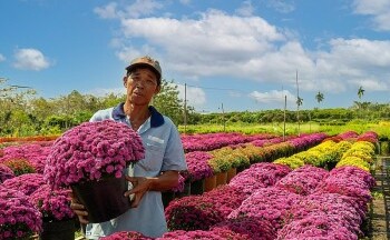 Nhiều loại hoa mới sẽ xuất hiện tại Chợ hoa Xuân Bình Điền Tết Giáp Thìn 2024