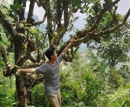 Trà Shan tuyết cổ thụ tạo sinh kế cho người dân trên đỉnh Tây Côn Lĩnh