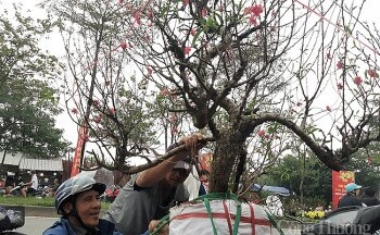 Hà Nội: Nhộn nhịp chợ hoa Xuân ngày 25 Tết