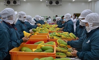 Xuất khẩu rau, quả sang Trung Quốc: Chọn chất lượng để đi đường dài