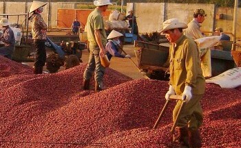Đồng USD và tồn kho tăng đẩy giá cà phê xuất khẩu suy yếu