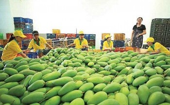 Giá xoài tăng cao, nông dân phấn khởi