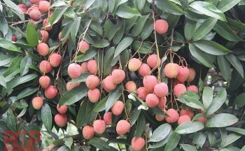 Bắc Giang: Sắp diễn ra Hội nghị xúc tiến tiêu thụ vải thiều chín sớm