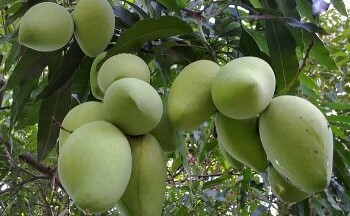 Lo ngại nông sản bị cảnh báo dư lượng thuốc bảo vệ thực vật tại Hàn Quốc