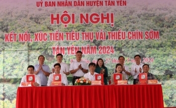 Bắc Giang: Xúc tiến tiêu thụ vải thiều chín sớm huyện Tân Yên