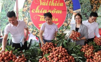 Bắc Giang: Đã tiêu thụ được hơn 20 nghìn tấn vải thiều