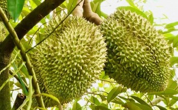 Việt Nam là thị trường cung cấp sầu riêng tươi lớn thứ 2 cho Trung Quốc