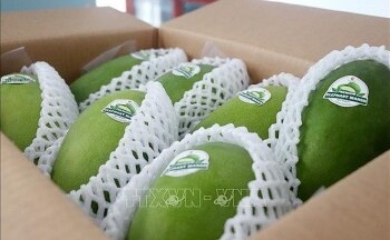Cần Thơ: Xuất khẩu 2 tấn xoài tượng da xanh lần đầu tiên sang Australia và Hoa Kỳ