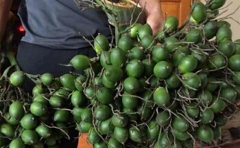 Thương lái đẩy mạnh mua hàng, cau tươi tăng giá gấp 5 lần