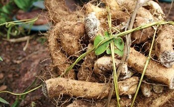 Củ mài, từ dược liệu quý đến món ngon bổ dưỡng