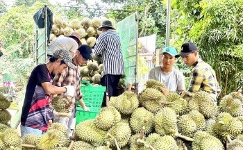 Xuất khẩu sầu riêng ngày càng cạnh tranh khốc liệt từ các thị trường