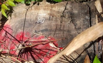 Quảng Nam: Điều tra vụ phá rừng phòng hộ nghiêm trọng ở xã Cà Dy