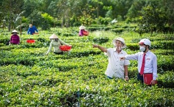 Điều gì khiến chủ thể OCOP thiếu tiền nhưng không dám vay ngân hàng?