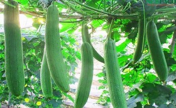 Những công dụng tuyệt vời của quả mướp không nên bỏ qua