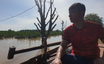 Hà Nội: Hàng trăm tỷ ngâm trong nước, người trồng cây phật thủ khóc ròng lo mất Tết