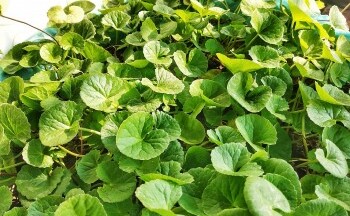 Người bị tiểu đường có được ăn rau má không?