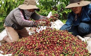 Quy định mới trong năm 2025 gây khó khăn cho nông sản Việt sang EU