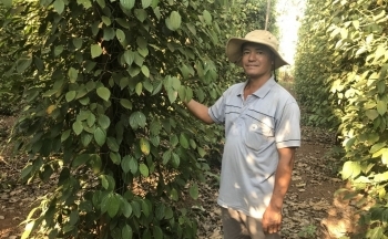 Hồ tiêu và cà phê ‘dắt tay’ gia nhập ‘câu lạc bộ’ xuất khẩu tỷ USD?