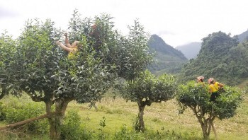 Sơn La: Tìm đầu ra ổn định cho chè shan tuyết Tô Múa