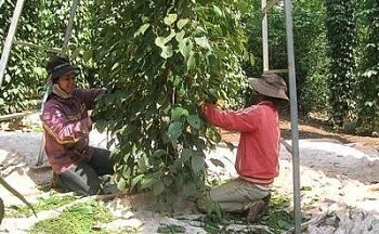 Thúc đẩy thương hiệu 'Hồ tiêu Lộc Ninh' phát triển