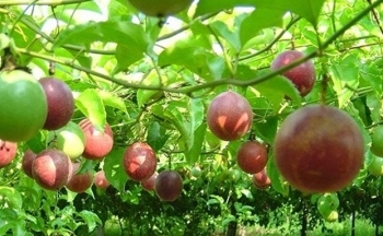 Thêm 4 Nghị định thư xuất khẩu nông sản sang Trung Quốc