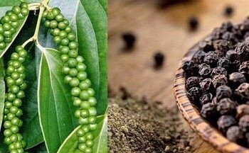 Giá hồ tiêu bật tăng nhưng chỉ mang tính chất thời điểm