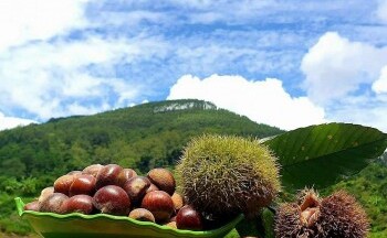Giá nông sản hôm nay 4/9: Tiêu tăng vùn vụt; sầu riêng mini có giá từ 70.000 - 160.000 đồng/kg
