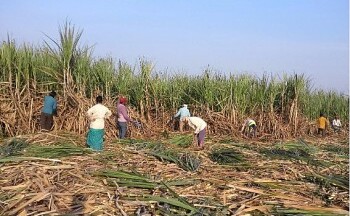 Ấn Độ gia hạn lệnh cấm xuất khẩu đường để thúc đẩy nguồn cung trong nước