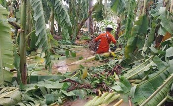 Công ty Điện lực Phúc Thọ hoàn thành xử lý sự cố lưới điện sau bão, chủ động chống lũ