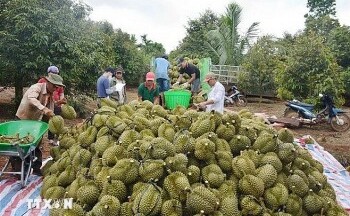 Năm 2024, xuất khẩu sầu riêng đông lạnh sang Trung Quốc có thể đạt 300 triệu USD