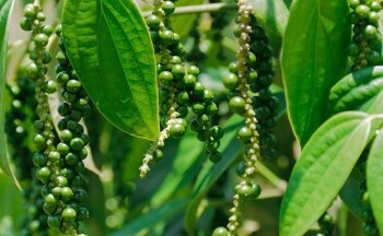NÓNG: Xuất khẩu hồ tiêu lại đối mặt với tình trạng lừa đảo thương mại