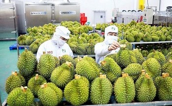 Xuất khẩu sầu riêng tăng mạnh, thu về 2,14 tỷ USD