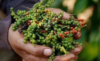 Việt Nam nhập khẩu hồ tiêu của Brazil với giá là bao nhiêu?