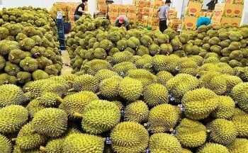 Nhập khẩu sầu riêng về Việt Nam tăng mạnh trong 8 tháng