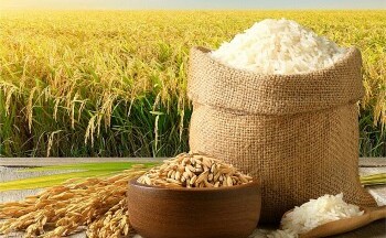 Giá lúa gạo hôm nay ngày 15/11: Gạo thơm chào giá cao, giao dịch lai rai