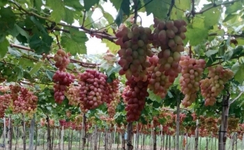 Ninh Thuận: Đẩy mạnh thương mại điện tử cho các sản phẩm nông sản