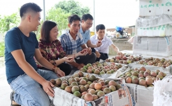 Để hàng Việt ‘bám rễ’ thị trường Hoa Kỳ
