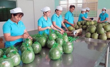 Vị thế của rau quả Việt Nam trên thị trường quốc tế