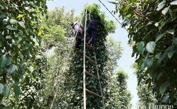Xuất khẩu hồ tiêu của Việt Nam thu về hơn 1,2 tỷ USD