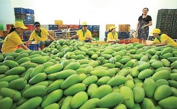 Xuất khẩu xoài của Việt Nam tăng 43,5%