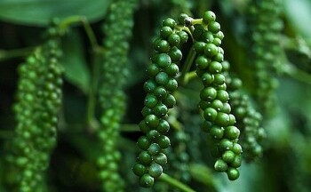 Xuất khẩu hồ tiêu của Việt Nam sang Trung Quốc giảm 82,4%