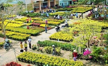Cần Thơ: Trên 1 triệu chậu hoa phục vụ Tết Nguyên đán